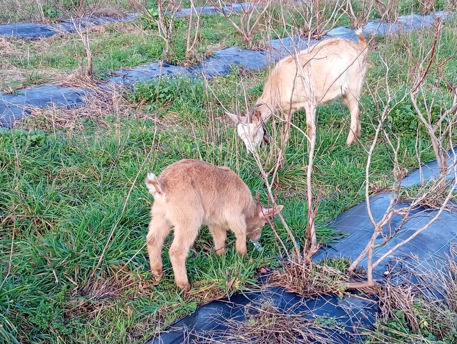Casal de cabritos mais um cabritinhos com um mês