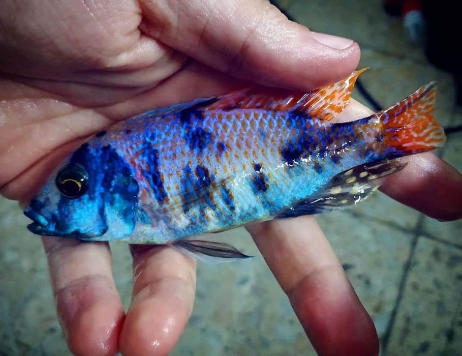 Ciclideos lago Malawi - varias especies