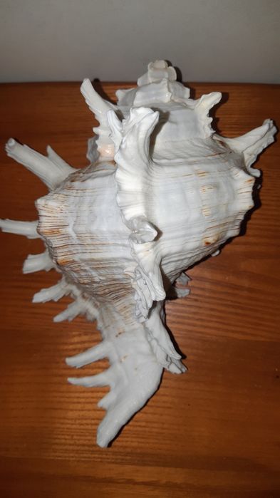 РакушкаМурексВетвистый