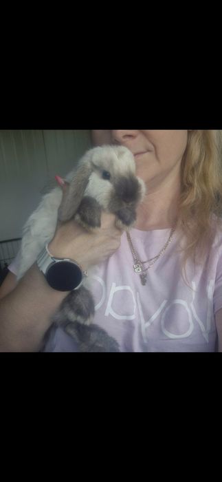 Króliczki Mini lop hodowla zarezerwowana