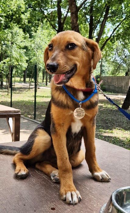 Цуценя в гарні руки