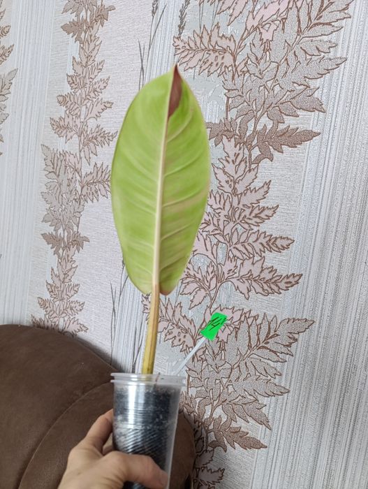 Филодендрон різні сорти