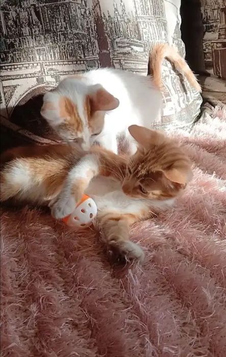 Отдам даром в добрые руки рыжих котят