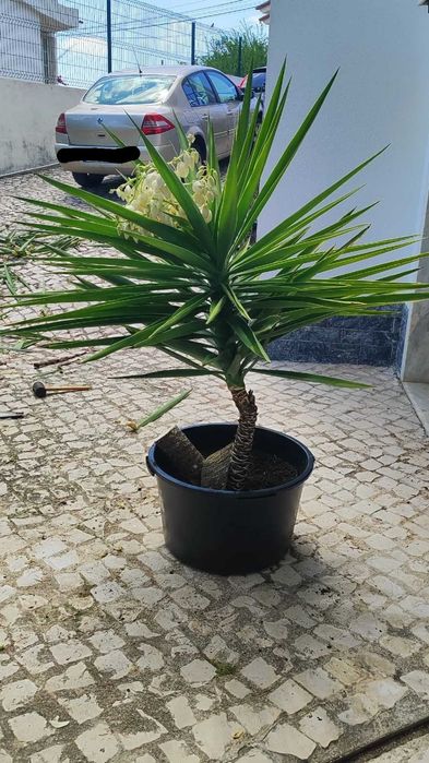Árvore Palmeira em vaso
