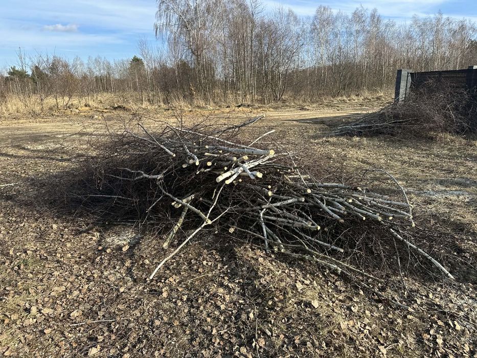 Oddam gałęzie po wycince 10 brzóz łódź ul. Marmurowa/ Opolska