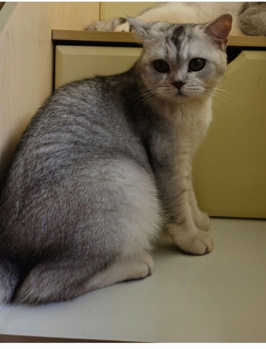 Котята британская серебристая шиншилла