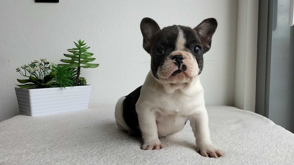 Bouledogue Francês macho com LOP (Pedigree) e Afixo