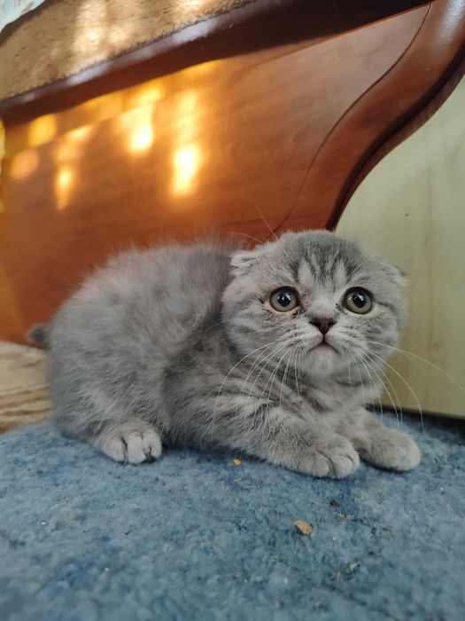 Шотландські кошенята