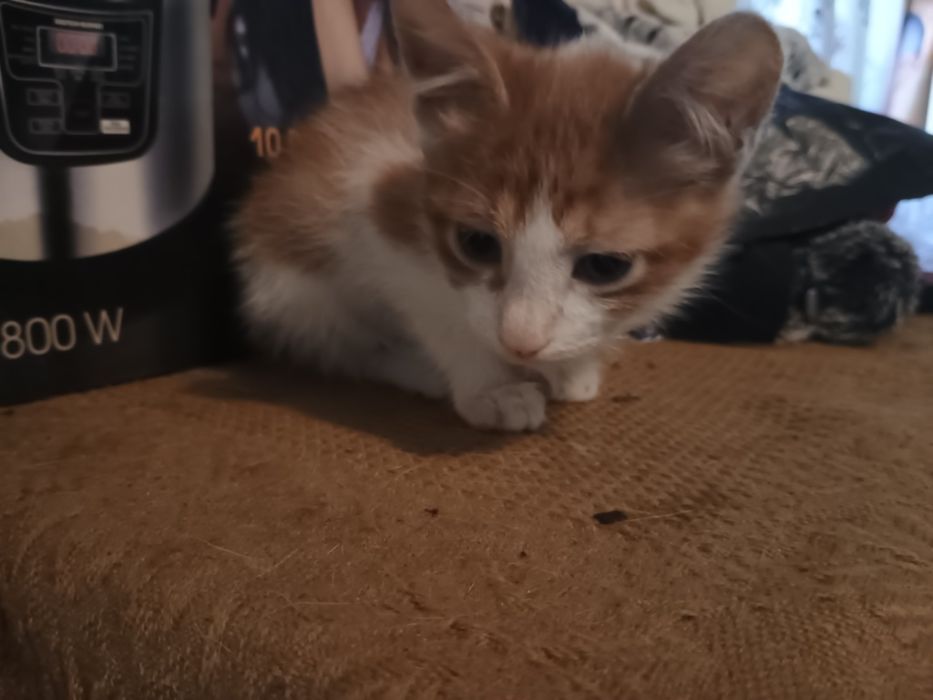 Отдам котёнка в хорошие руки