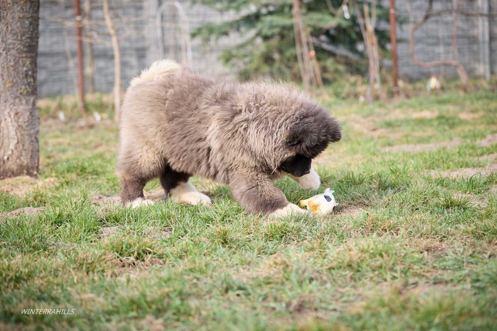 Казковий Ведмедик - хлопчик Американська Акіта КСУ