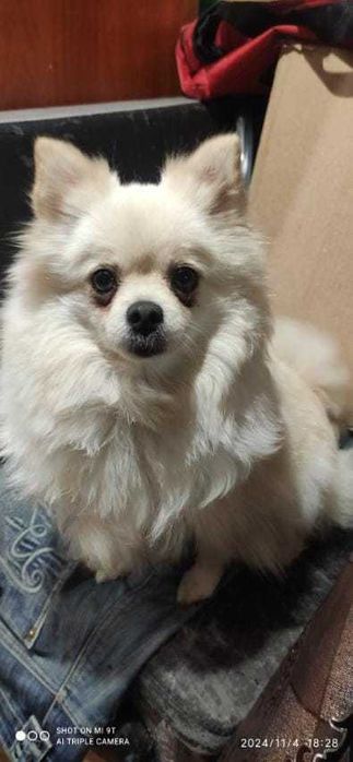 Продам Шпіца дівчика