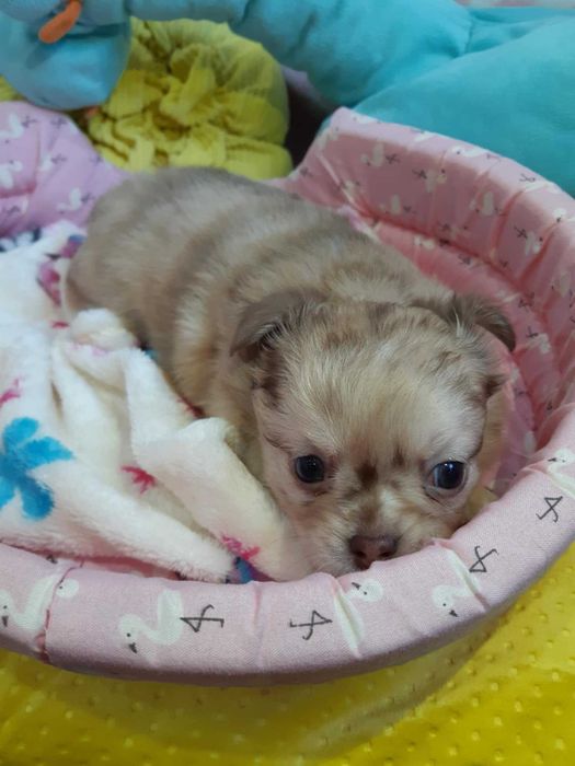 Chihuahua Piesek Długowłosy Beżowo Merle