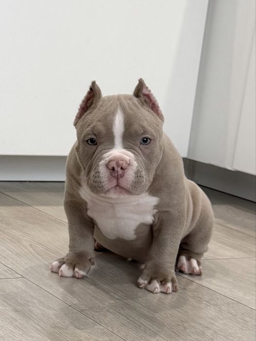 American Bully ABKC