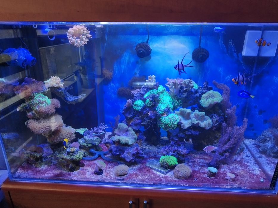 Akwarium morskie sprzedam