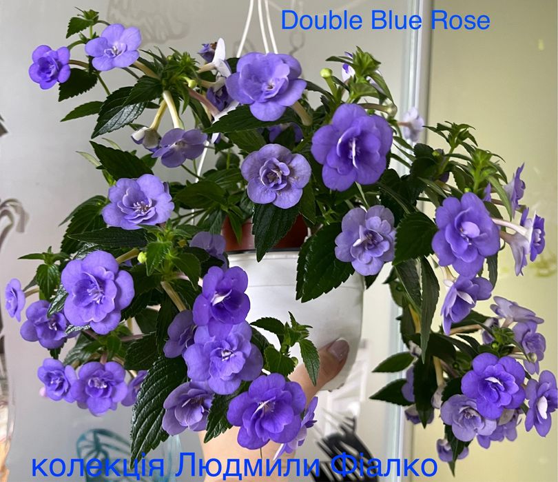 Різоми ахіменесів!