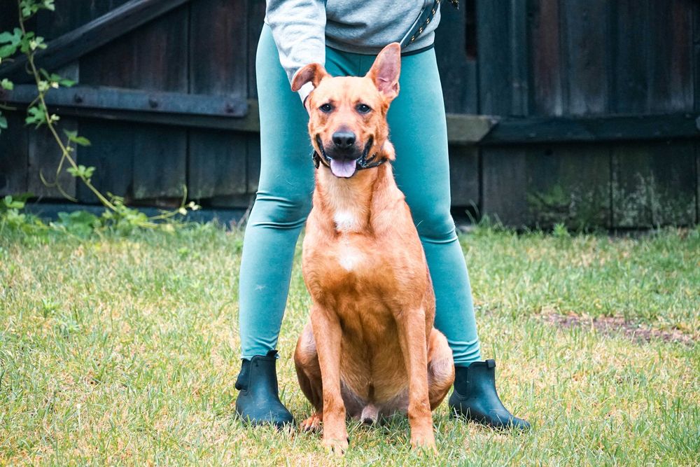 CYGAN - wesoły, młody , duży pies