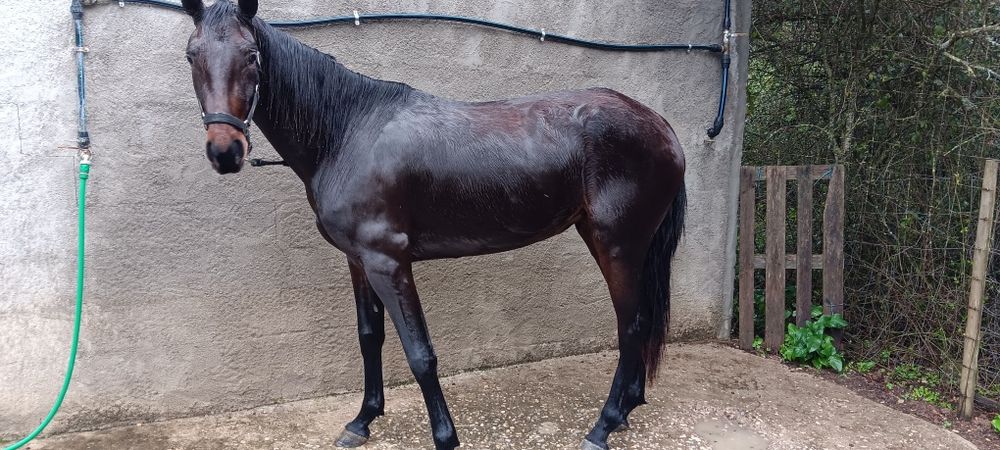 Egua castanha montada