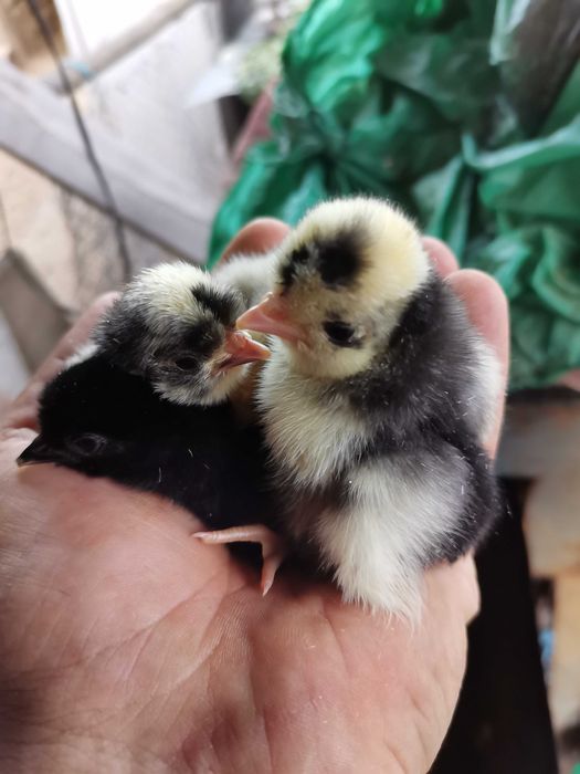 Інкубаційне яйце голландських білочубі