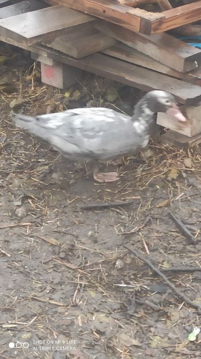 Продам уток голубой фаворит, чери Вилли, и, и  индо утки.