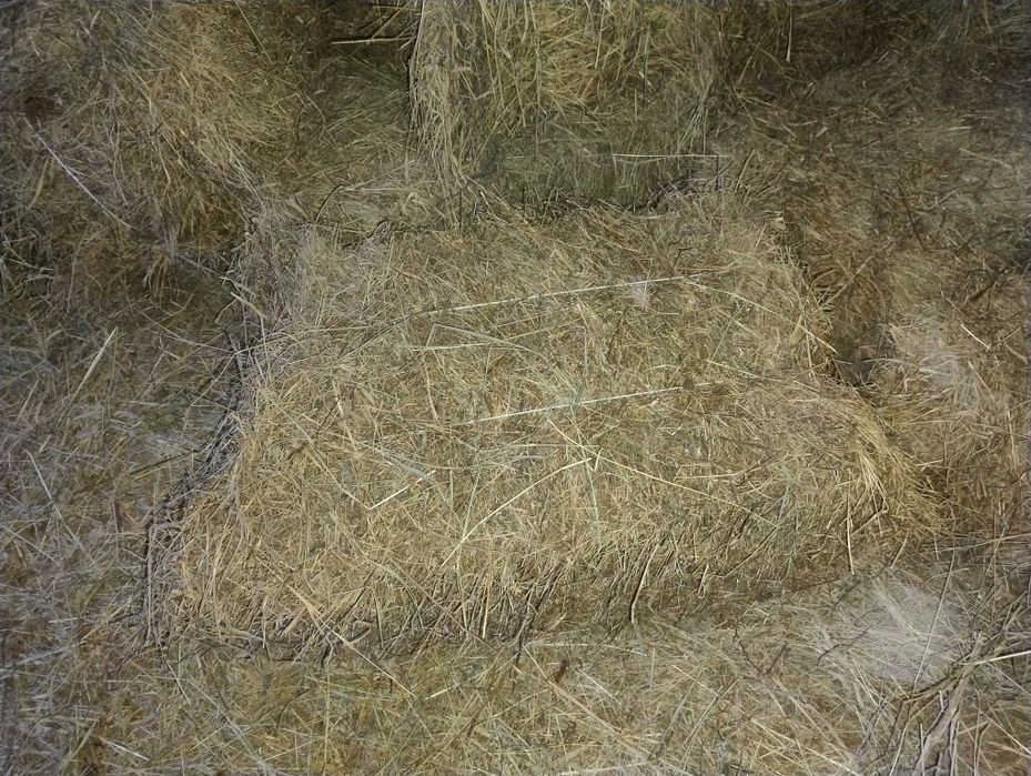 Продам тюки сіно-солома