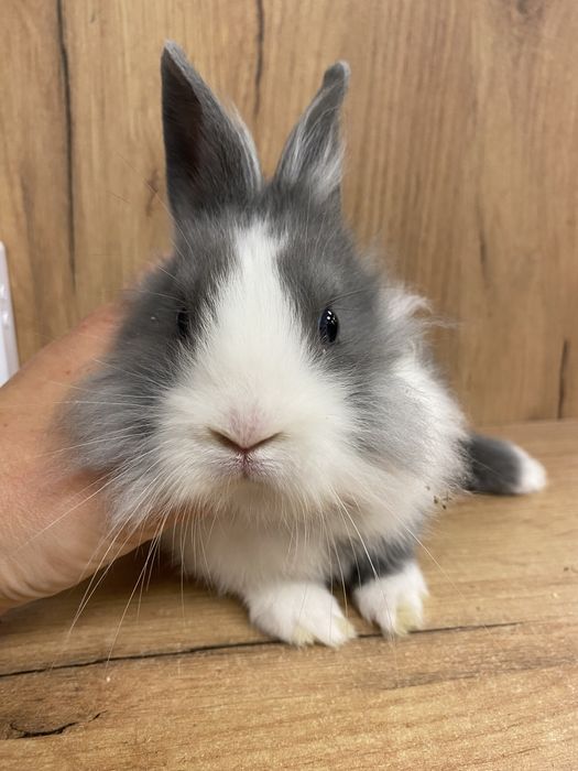 Piękna dziewczynka króliczek karzełek jak teddy samiczka niebieska szara z białym
