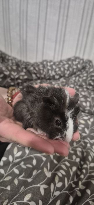 Продам морських свинок