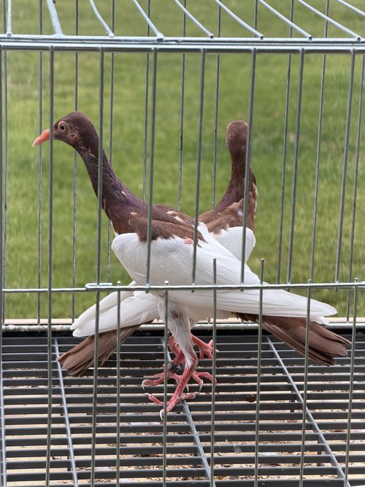 Sroki łowickie czerwone – młode gołębie ozdobne