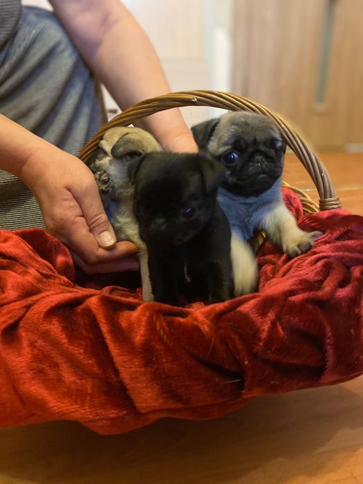 Мопсятка дівчатка