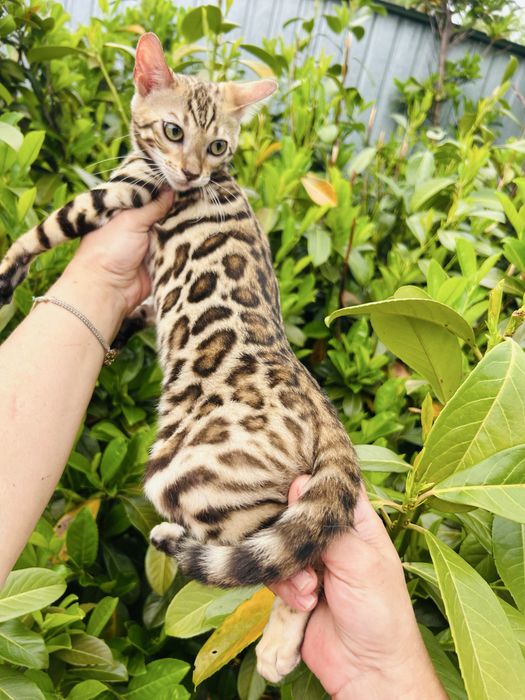 Piękna kotka Bengal z prawami hodowlanymi