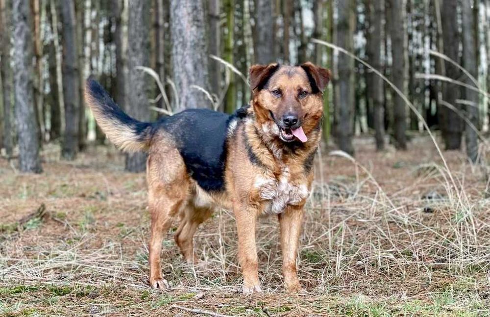 Tomi - duży, miły psiak szuka nowego domku :)