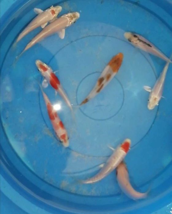 Carpas koi 7 a 8cm"promoção"