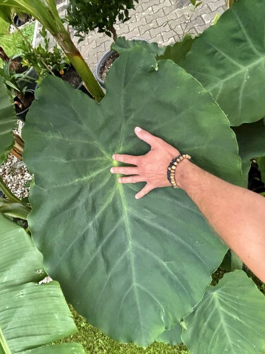 Duże sadzonki Bananowiec Musa sikkimensis i Colocasia