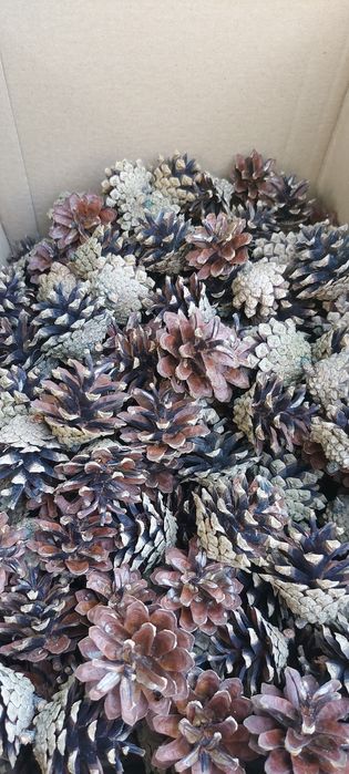 Szyszki z sosny szyszka 100szt