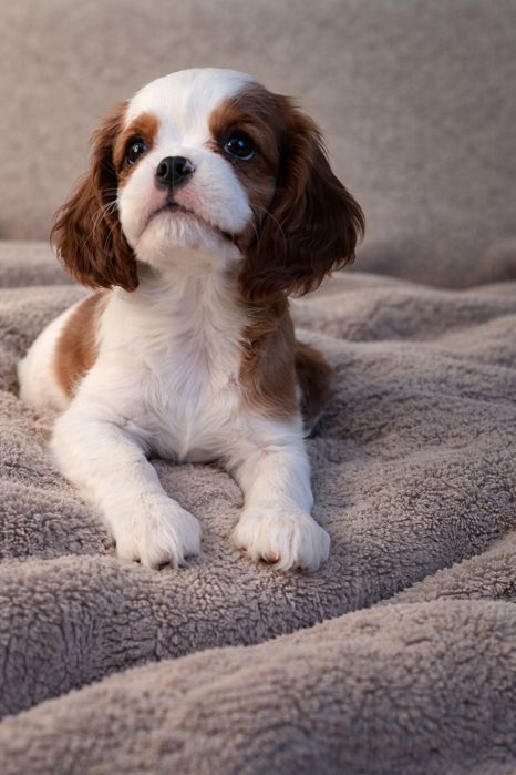 Cavalier King Charles Spaniel suczka