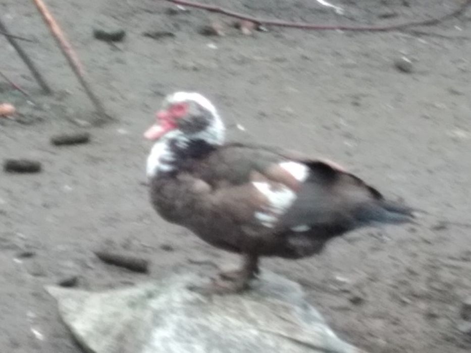 Продам качку шипуна