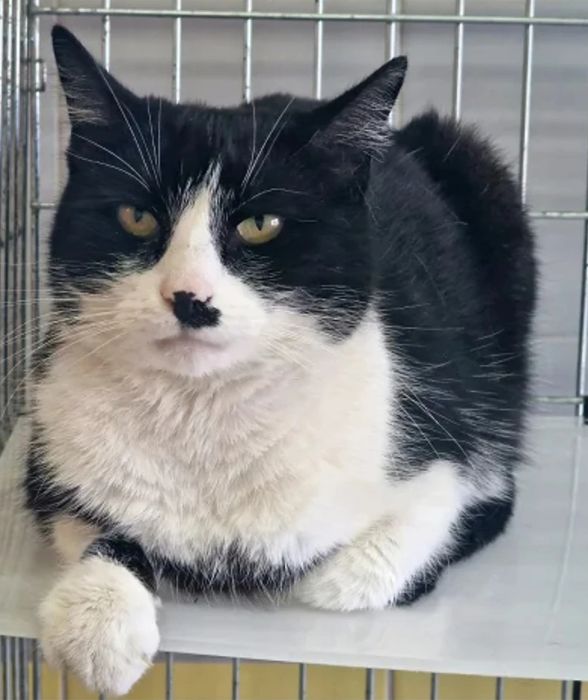 Kocurek Horacy do adopcji!