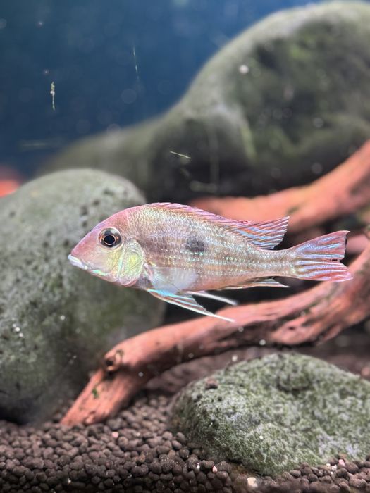Geophagus red head tapajos