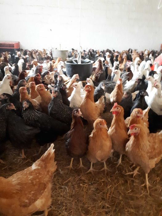 Kury nioski młode Rosa Messa Leghorn z pierwszym jajkiem Dowóz Gratis