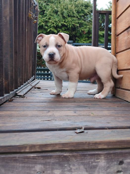 Szczeniak rasy American Staffordshire Terrier
