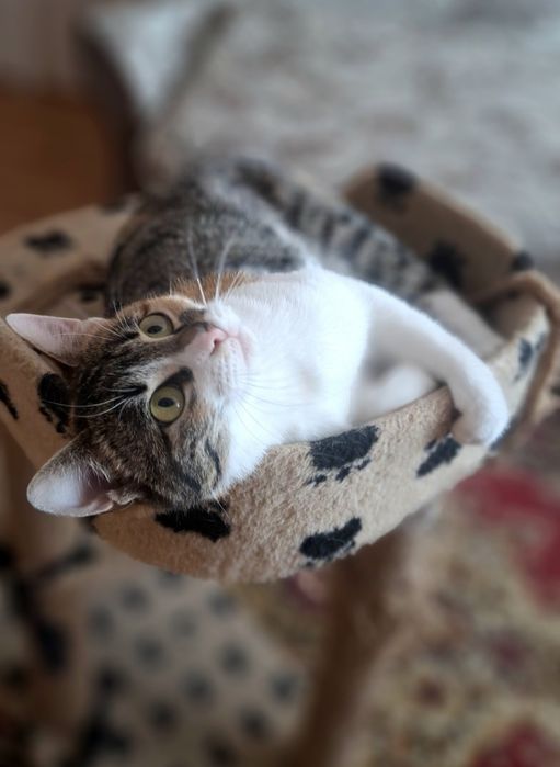 Стерилізована киця, кішка у хороші руки