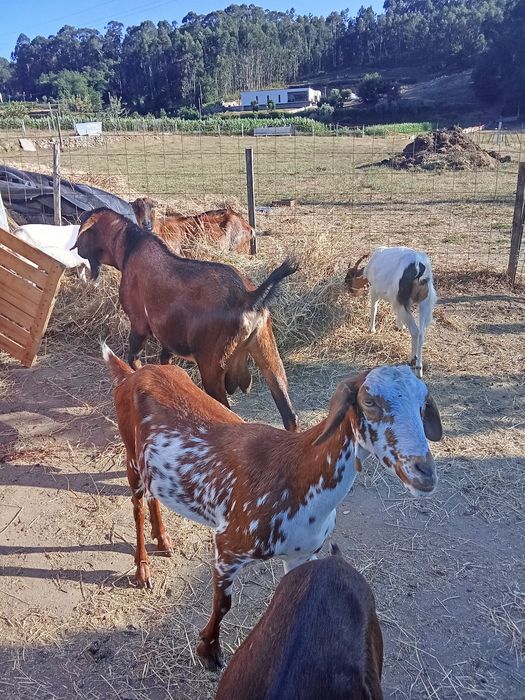 Cabras disponíveis para venda