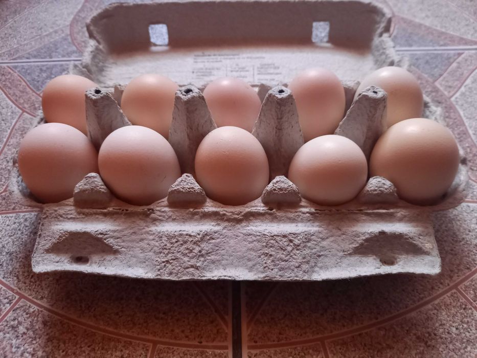 Jaja zielononóżki kuropatwianej