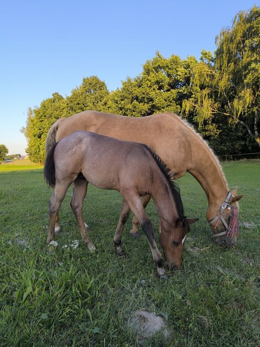 Ogierek quarter horse bay roan