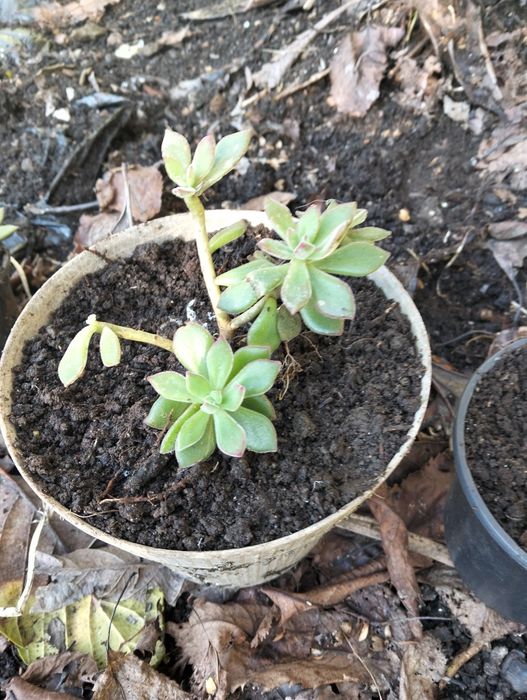 Plantas ornamentais e suculentas