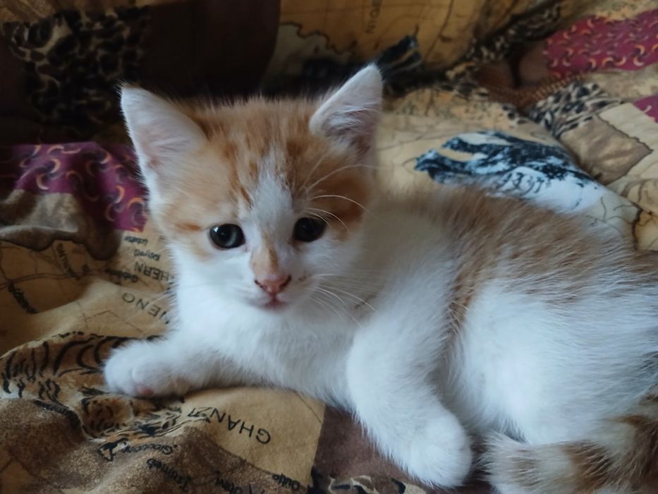 котики у добрі руки
