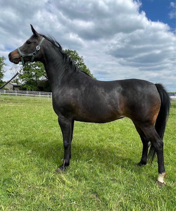 Klacz Czystej Krwi Arabskiej