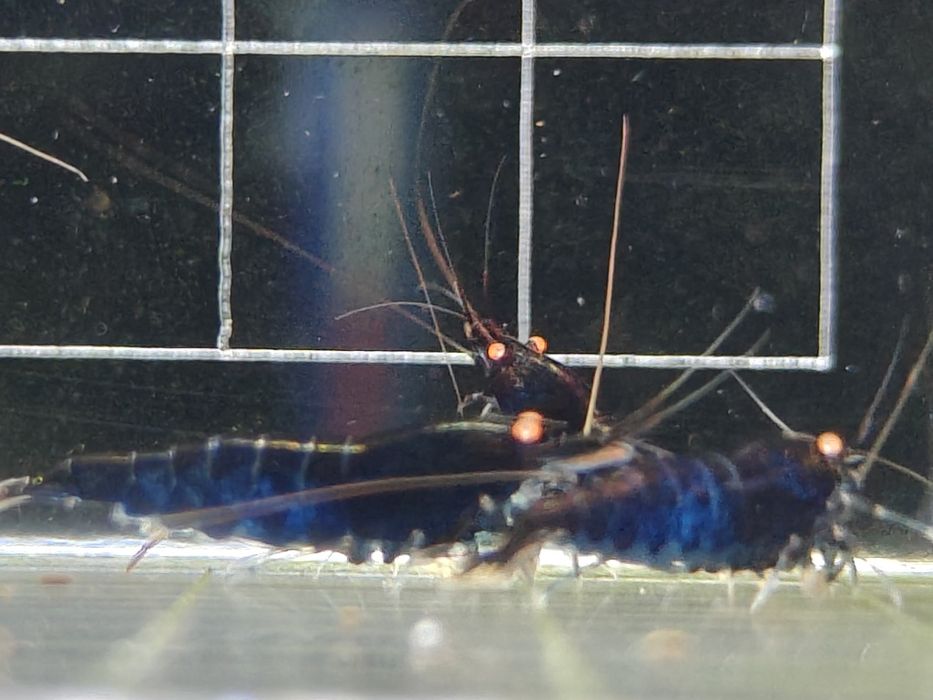 Krewetki Caridina Royal Blue Tiger OE