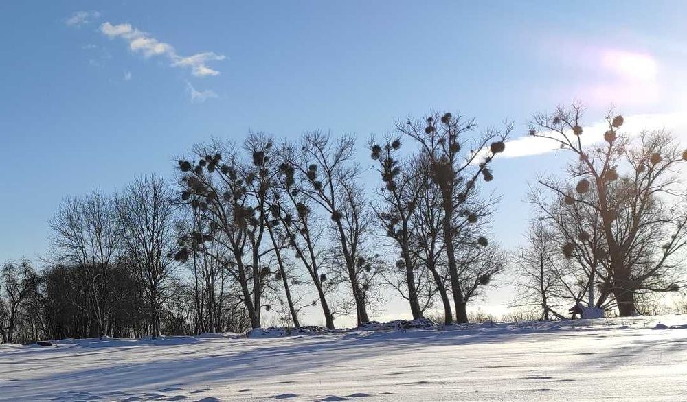 Topole na pniu - do ścinki we własnym zakresie