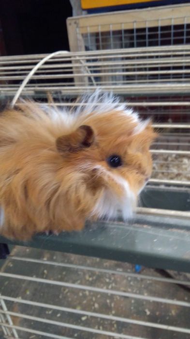 Морские свинки перуанские . шелти . розеточные и гладкие