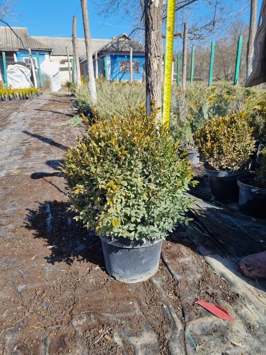 Самшит буксус  20 см п9 2года